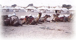 Royal Camp of Jaisalmer
